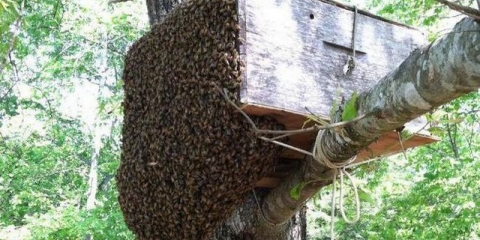 Kako uhvatiti roj pčela